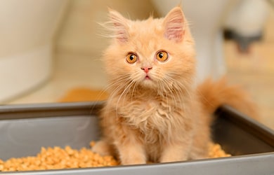 Наполнитель кошачьего туалета