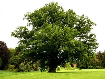 Дерево Бук